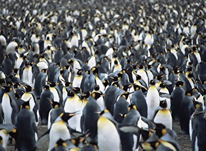 King penguin (Aptenodytes patagonica) mass colony Falkland Islands King penguin (Aptenodytes patagonica) mass colony Falkland Islands