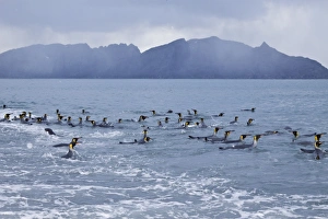 King Penguin (Aptenodytes patagonicus) breeding and nesting colonies on South Georgia King Penguin (Aptenodytes patagonicus) breeding and nesting colonies on South Georgia