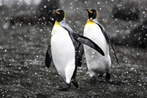King Penguin pair (Aptenodytes patagonicus) walking on beach in snowstorm on South King Penguin pair (Aptenodytes patagonicus) walking on beach in snowstorm on South