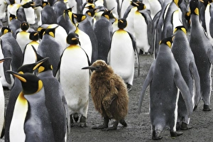 King Penguins (Aptenodytes patagonicus) with chick okum boy on South Georgia Island King Penguins (Aptenodytes patagonicus) with chick okum boy on South Georgia Island