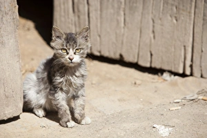 A kitten looks out of a doorway in northern China A kitten looks out of a doorway in northern China