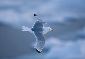 Kittiwake. Longyearbyen, Svalbard, Norway Kittiwake. Longyearbyen, Svalbard, Norway