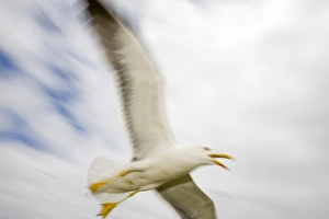 A Lesser Black Backed Gull attacking an intruder near its nest at Europes largest Gull A Lesser Black Backed Gull attacking an intruder near its nest at Europes largest Gull