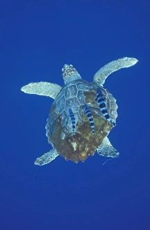 Loggerhead Turtle (Caretta caretta) and Pilot Fish (Naucrates ductor) Loggerhead Turtle (Caretta caretta) and Pilot Fish (Naucrates ductor)