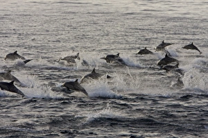 Long-beaked Common Dolphin pod (Delphinus capensis) encountered off Isla Espiritu Santo Long-beaked Common Dolphin pod (Delphinus capensis) encountered off Isla Espiritu Santo