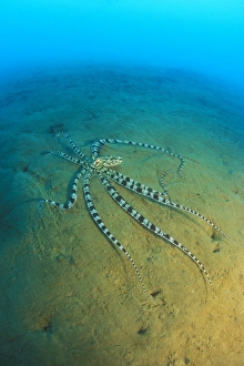 Mimic Octopus (Thaumoctopus mimicus). This species of Octopus is said to be able to mimic Mimic Octopus (Thaumoctopus mimicus). This species of Octopus is said to be able to mimic