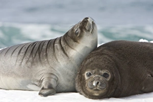 Newborn southern elephant seal (Mirounga leonina) on the beach at President Head on Snow Newborn southern elephant seal (Mirounga leonina) on the beach at President Head on Snow