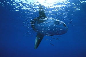 Oceanic Sun Fish (Moon Fish or Mola Mola) and Sardines. Azores, Portugal, Atlantic Oceanic Sun Fish (Moon Fish or Mola Mola) and Sardines. Azores, Portugal, Atlantic