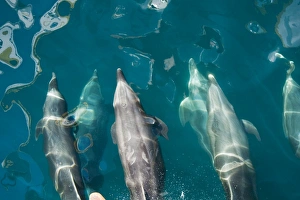 Offshore type bottlenose dolphins (Tursiops truncatus) surfacing in the midriff region of Offshore type bottlenose dolphins (Tursiops truncatus) surfacing in the midriff region of