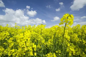 Oilseed rape growing in a field in Cheshire UK The rush to grow crops for biofuels is Oilseed rape growing in a field in Cheshire UK The rush to grow crops for biofuels is