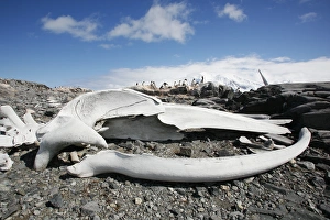 The old British Whaling Station at Port Lockroy and the whalebones across the bay at The old British Whaling Station at Port Lockroy and the whalebones across the bay at