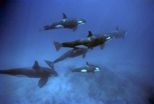 Orcas including adult male underater. (Orcinus orca). Off Punta Espejo, Marchena Island Orcas including adult male underater. (Orcinus orca). Off Punta Espejo, Marchena Island