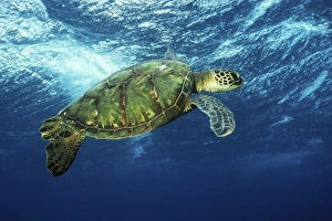 Pacific Green Sea Turtle (Chelonia mydas) surfacing aff Olowalu, Maui, Hawaii Pacific Green Sea Turtle (Chelonia mydas) surfacing aff Olowalu, Maui, Hawaii