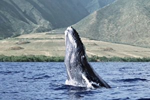 Pacific humpback whale calf breach/lunge along the coast of West Maui, Hawaii Pacific humpback whale calf breach/lunge along the coast of West Maui, Hawaii
