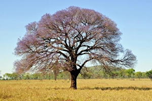 Pink trumpet tree, Tabebuia impetiginosa, Mato Grosso do Sul, Brazil Pink trumpet tree, Tabebuia impetiginosa, Mato Grosso do Sul, Brazil