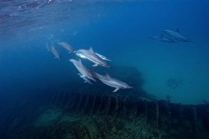 Pod of spinner dolphins, Stenella longirostris, swimming by the greek shipwreck Pod of spinner dolphins, Stenella longirostris, swimming by the greek shipwreck