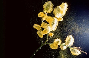 Pollen from pussy willow Pollen from pussy willow