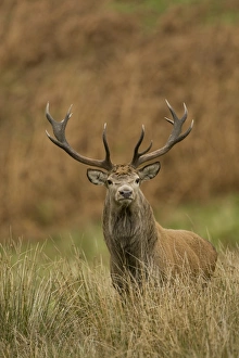 red deer cervus elaphus
