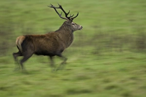Red Deer (Cervus elaphus) running, taken with slow shutter speed to give sense of Red Deer (Cervus elaphus) running, taken with slow shutter speed to give sense of