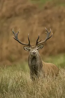 red deer cervus elaphus stag standing long grass