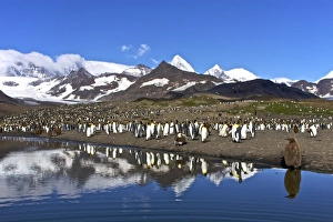Reflected sunlight on king penguin (Aptenodytes patagonicus) Reflected sunlight on king penguin (Aptenodytes patagonicus)