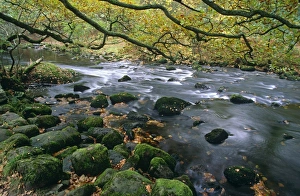 Rocky woodland stream with overhanging oak tree (Quercus robur) Rocky woodland stream with overhanging oak tree (Quercus robur)