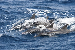 Rough-Toothed Dolphin (Steno Bredanensis). Azores, North Atlantic Rough-Toothed Dolphin (Steno Bredanensis). Azores, North Atlantic