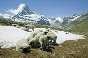 Sheep cooling down on the snow infront of the Matterhorn above Zermatt Switzerland Sheep cooling down on the snow infront of the Matterhorn above Zermatt Switzerland