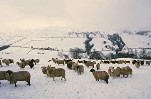 Sheep on Kirkstone Pass in the Lake District in winters snow UK Sheep on Kirkstone Pass in the Lake District in winters snow UK