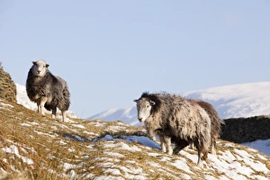 Sheep in the snow on Kirkstone Pass near Ambleside in the Lake District UK Sheep in the snow on Kirkstone Pass near Ambleside in the Lake District UK