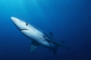 Single blue shark coming out of deep water off San Clemente Island, Channel Islands Single blue shark coming out of deep water off San Clemente Island, Channel Islands