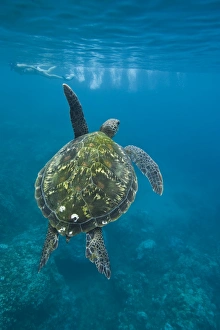 A snorkeler and a green sea turtle (Chelonia mydas) in the protected marine sanctuary at A snorkeler and a green sea turtle (Chelonia mydas) in the protected marine sanctuary at
