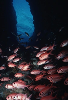 Soldierfish (Myripristris jacobus). Cocos Island, Costa Rica Soldierfish (Myripristris jacobus). Cocos Island, Costa Rica