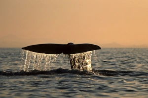 Sperm Whale, Physeter macrocephalus, fluke-up dive at sunset in northern Gulf of Sperm Whale, Physeter macrocephalus, fluke-up dive at sunset in northern Gulf of