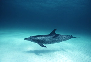 Spotted Dolphin over white sand bottom (Stenella frontalis). Caribbean Spotted Dolphin over white sand bottom (Stenella frontalis). Caribbean