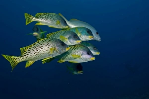 Sweetlips (Plectorhinchus gaterinus), blue background, Sudanese Red Sea, 8-6-06 Sweetlips (Plectorhinchus gaterinus), blue background, Sudanese Red Sea, 8-6-06