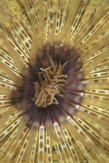Tube Anemone (Currently unidentified). Gorontalo, Sulawesi, Indonesia Tube Anemone (Currently unidentified). Gorontalo, Sulawesi, Indonesia