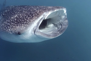 Side view of feeding Whale shark (Rhincodon typus) Sea of Cortez, Mexico (RR) Side view of feeding Whale shark (Rhincodon typus) Sea of Cortez, Mexico (RR)