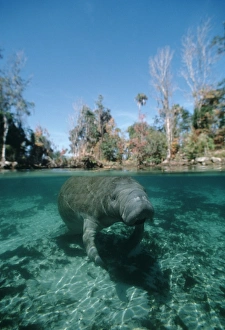 West Indian Manatee in spring (Tirchetus manatus). USA, Florida, Crystal River West Indian Manatee in spring (Tirchetus manatus). USA, Florida, Crystal River