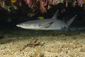 Whitetip reef shark, Triaenodon obesus, swimming in cave, Puerto Galera, Mindoro Whitetip reef shark, Triaenodon obesus, swimming in cave, Puerto Galera, Mindoro