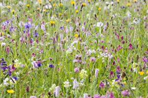Wild Flowers growing in the Dolomite mountains of Italy Many Alpine flowers they are Wild Flowers growing in the Dolomite mountains of Italy Many Alpine flowers they are